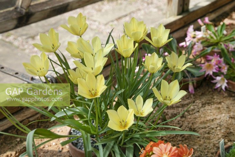 Tulipa linifolia Batalinii Group 'Yellow Jewel' - April