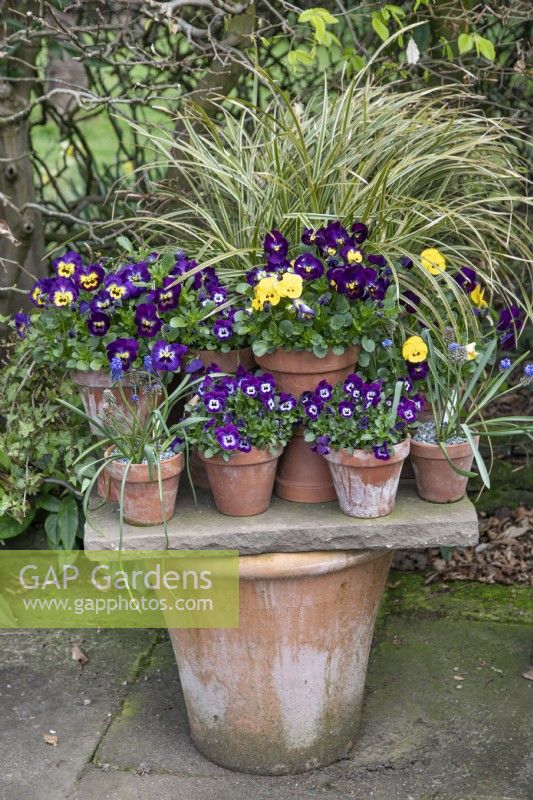 Arrangement of pots of violas and grasses at Winterbourne Botanic Garden - April