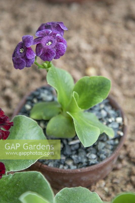 Primula auricula 'Lizzie Files' - May