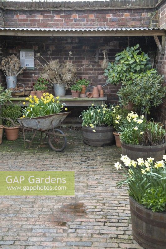 Display using old wheelbarrow full of daffodils, pots, dried flowers and barrels at Winterbourne Botanic Garden, April