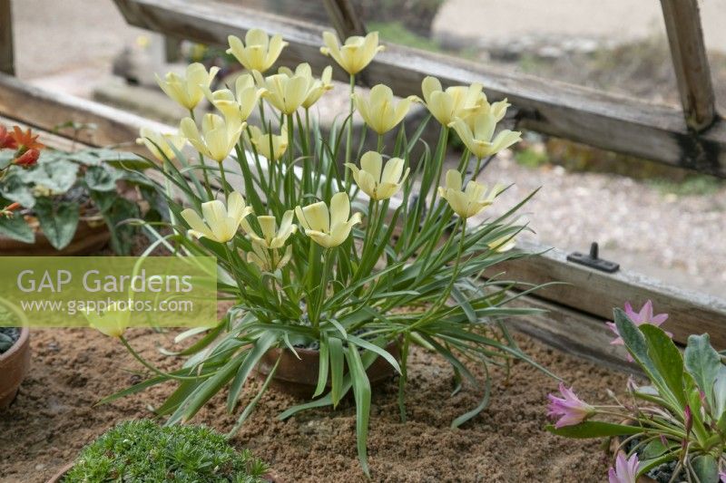 Tulipa linifolia 'Batalinii Group 'Yellow Jewel', May