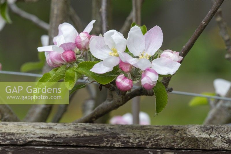 Malus domestica Apple 'Discovery' trained as an espalier blossom