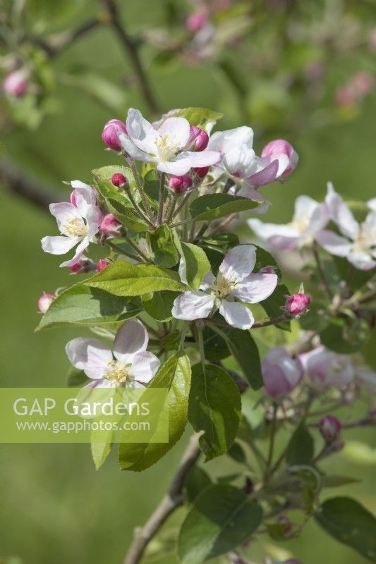 Malus domestica Apple 'Golden Delicious' blossom