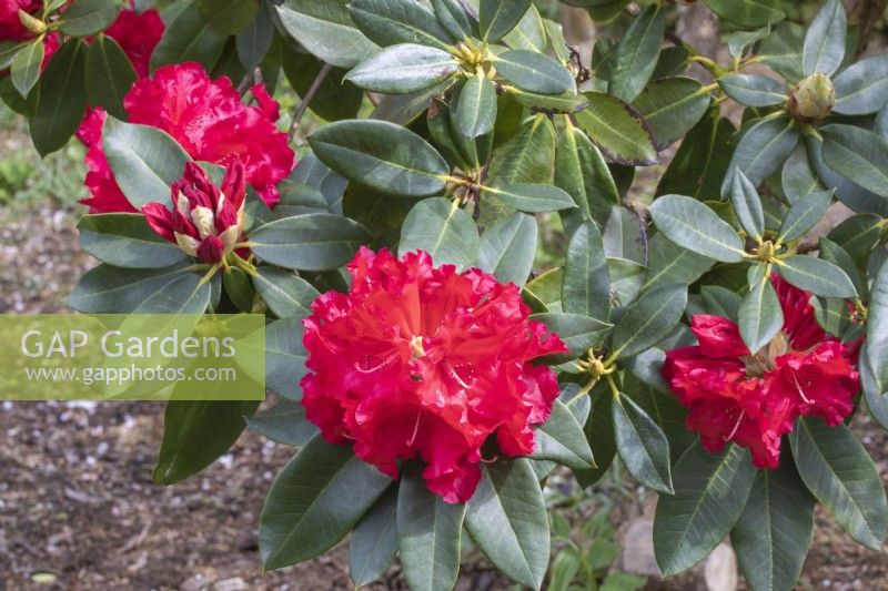 Rhododendron 'Markeeters Prize'