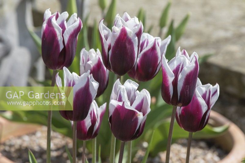 Tulipa Tulip 'Spitzburgen'