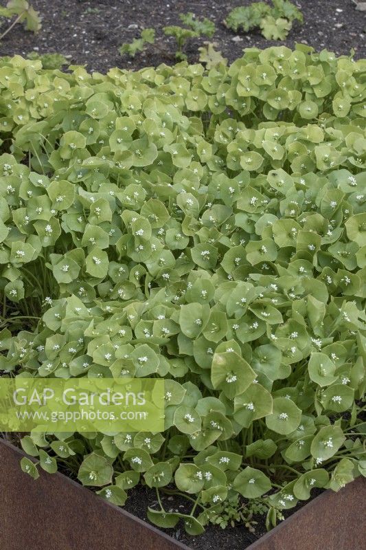Claytonia perfoliata Winter Purslane Miner's lettuce