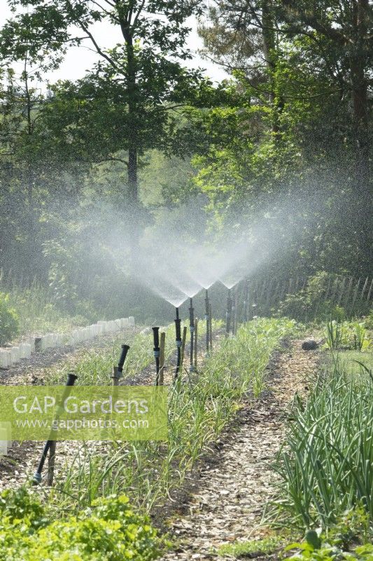 Automatic irrigation on a row at the vegetable no-dig garden.