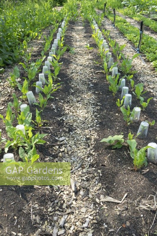 Vegetables under plastic cups in row in no-dig garden.