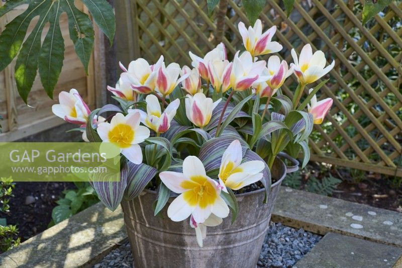Tulipa 'The First' growing in a galvanised metal container on a plinth