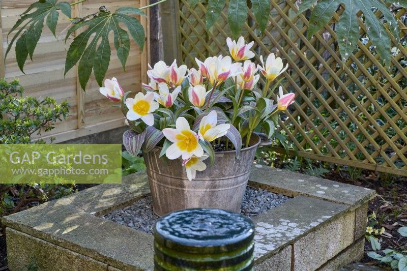 Tulipa 'The First' growing in a galvanised metal container on a block plinth behind a black marble water feature