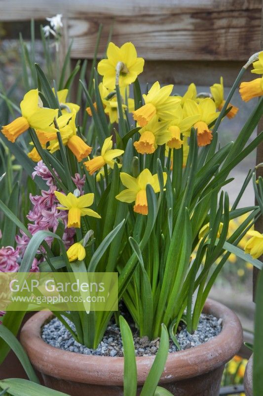 Narcissus 'Jetfire' at Winterbourne Botanic Garden
