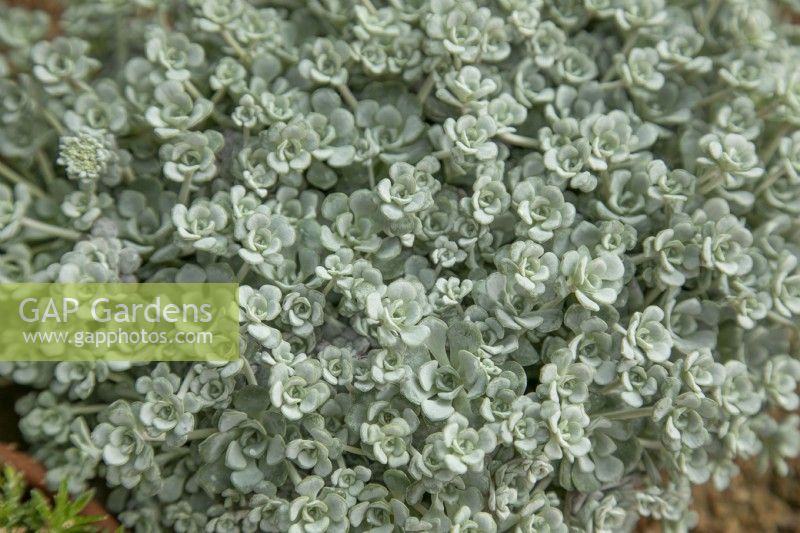 Sedum spathulifolium 'Cape Blanco' - May