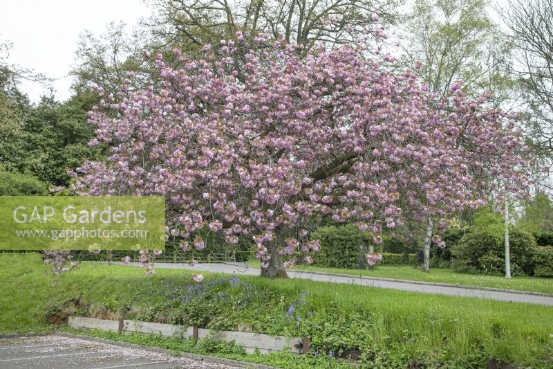 Prunus 'Kanzan' at Winterbourne Botanic Garden - May
