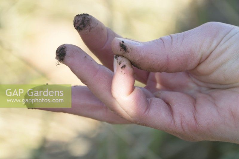 Showing the quality of soil of the no-dig garden on the tip of the fingers.