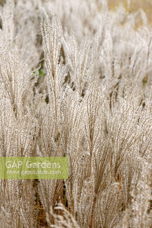 Impression with Miscanthus sinensis in the autumn, autumn September