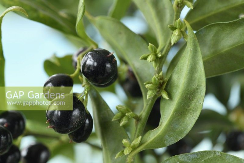 Sarcococca confusa  Sweet box berries flower buds and leaves  November