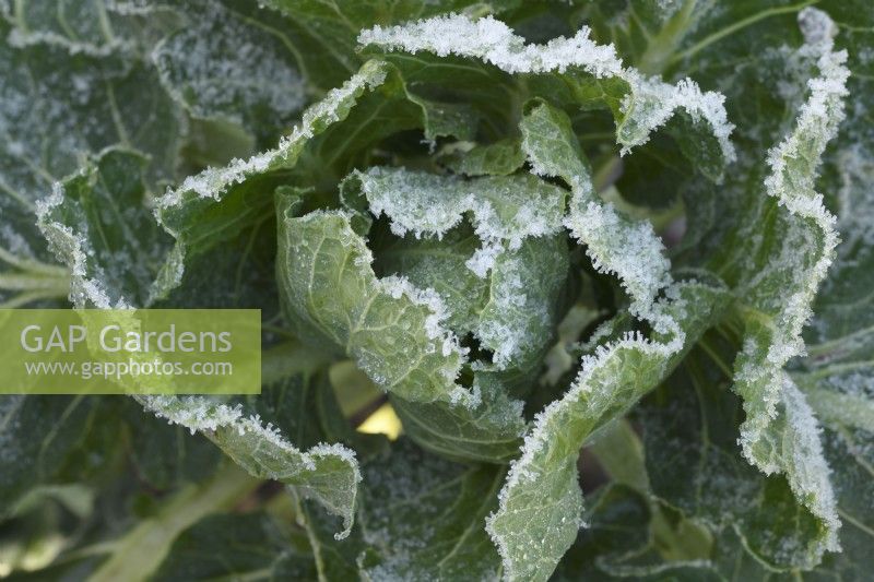 Brassica oleracea Gemmifera Group  Frost on Brussels sprouts leaves  December