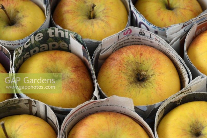 Malus domestica  Apples for storage with paper dividers  January