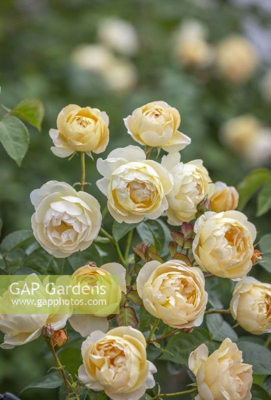 Rosa 'Dannahue' - Ausa6b15. New variety introduced by David Austin Roses 2023