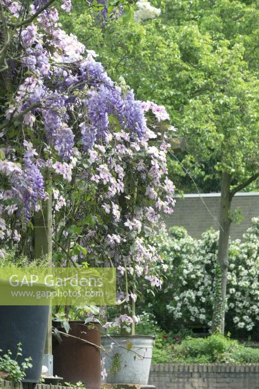 Plant combination of Wisteria sinensis purple, white Syringa and Clematis 'Rubens'