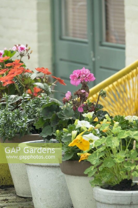 Pots with Pelargoniums on wall of stone and yellow chair in city front garden.