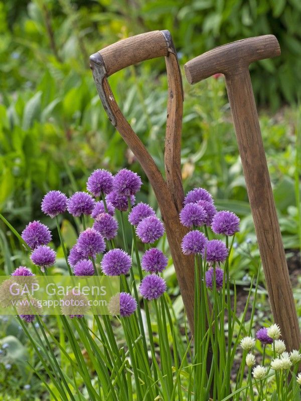 Allium schoenoprasum 'Forescate'  in garden setting with long-handled wooden shafts T-shaped and Y-shaped handles fork and spade  May