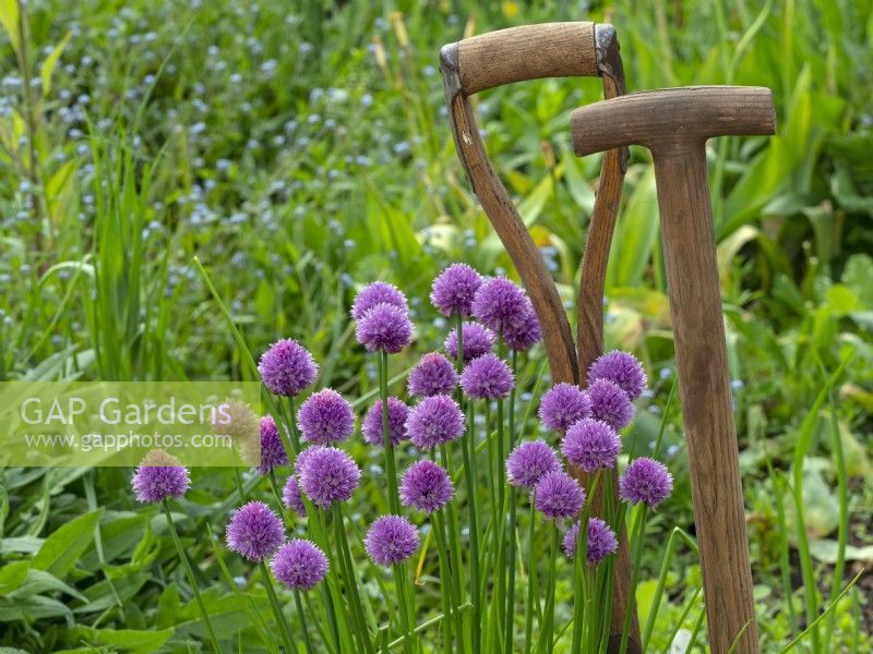 Allium schoenoprasum 'Forescate'  in garden setting with long-handled wooden T-shaped Y-shaped fork and spade Spring May