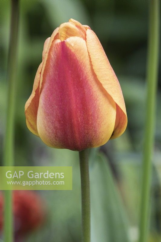 Tulipa Tulip 'Apledoorn Elite'