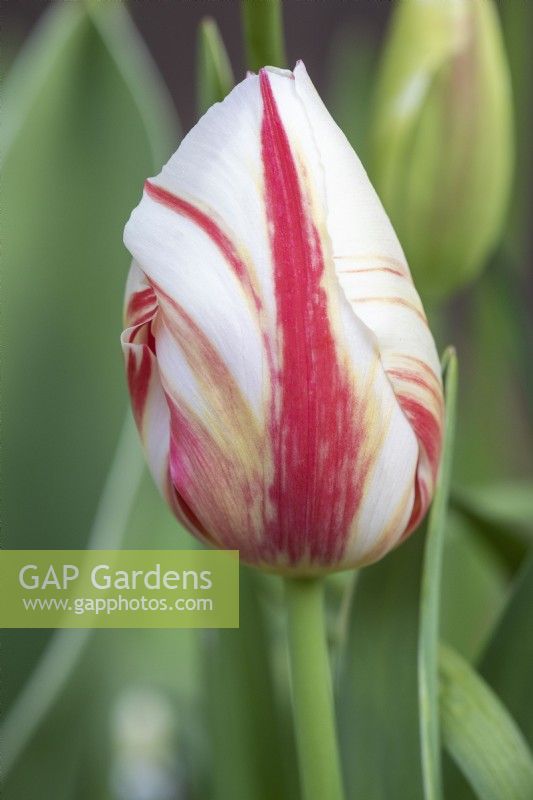 Tulipa Tulip 'Grand Perfection' closed bud