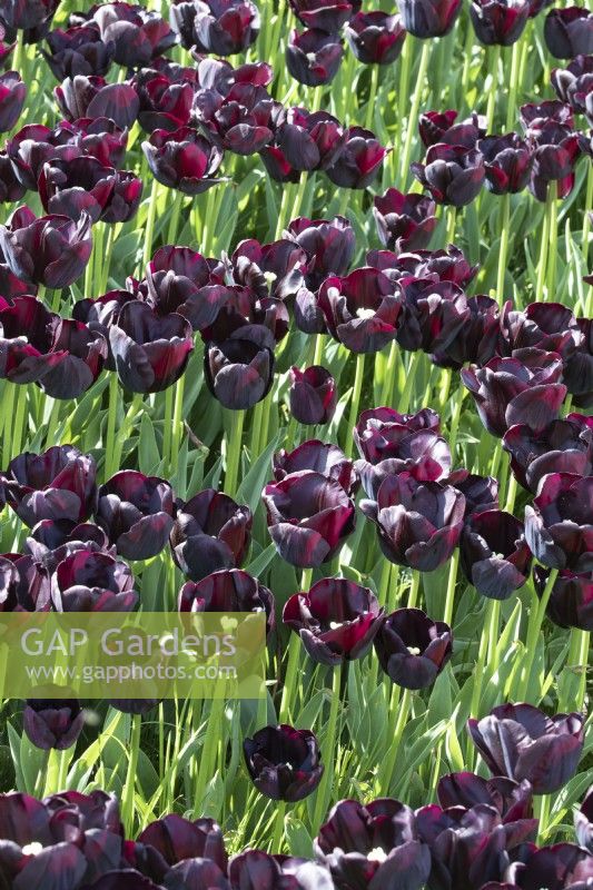 Tulipa Tulip 'Paul Scherer'