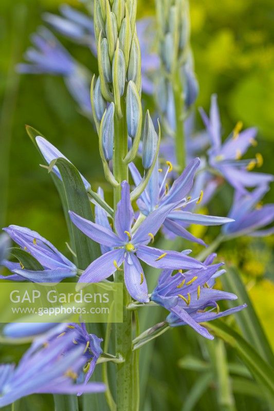 Camassia cusickii flowering in early Summer - May