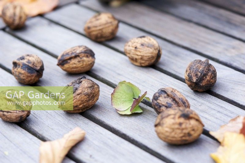 Walnuts on a wooden table with leaf
