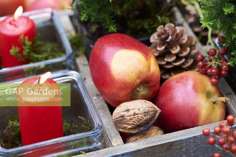 Table arrangement of a red candle in a wooden box and surrounded by wallnuts, apples and candles
