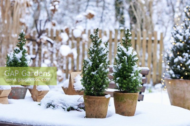 Table arrangement of Picea glauca 'Conica'  in a ceramic pot  surrounded by snow and  wooden stars with view into the snow covered garden