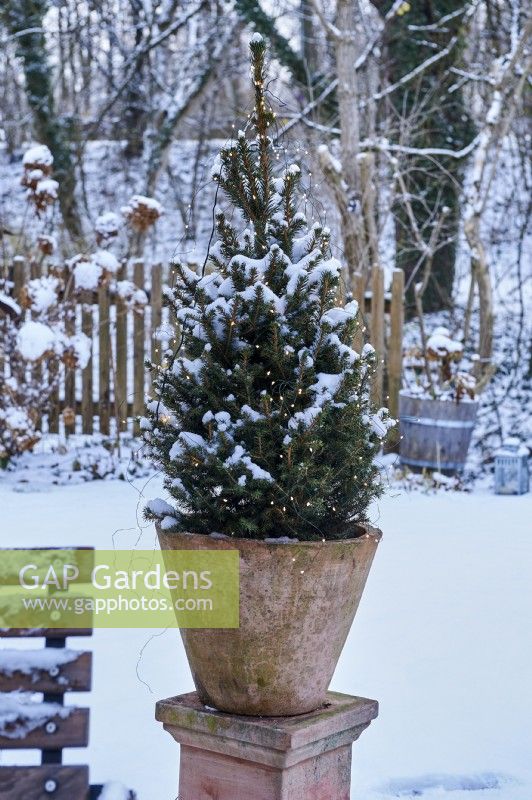 Picea glauca 'Conica' in a terracotta pot surrounded by snow with view into the snow covered garden