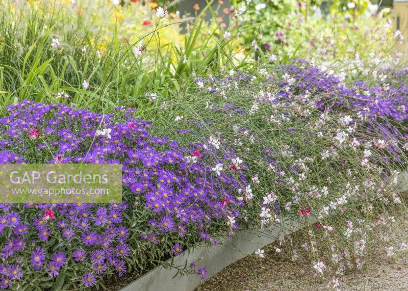 Flower border with Aster and Gaura, summer July