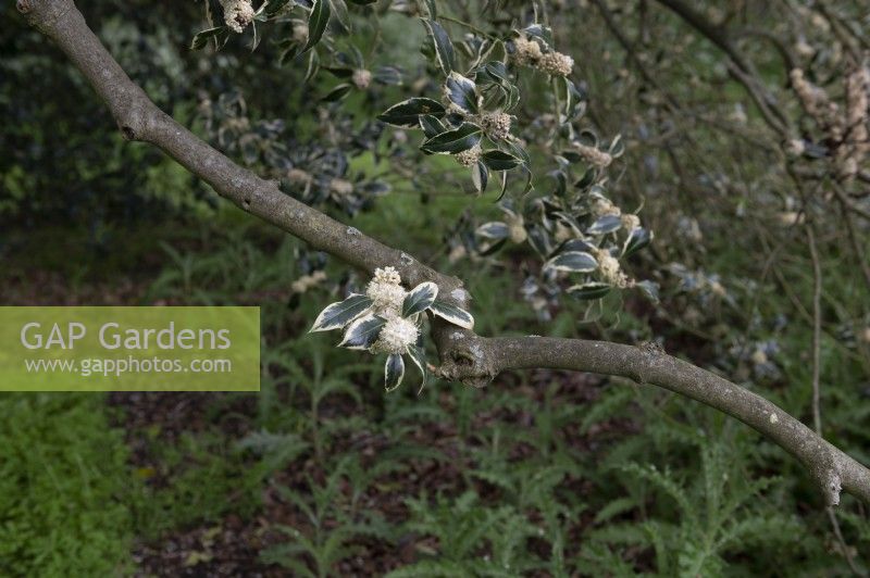 Ilex aquifolium 'Argentea longifolia' holly