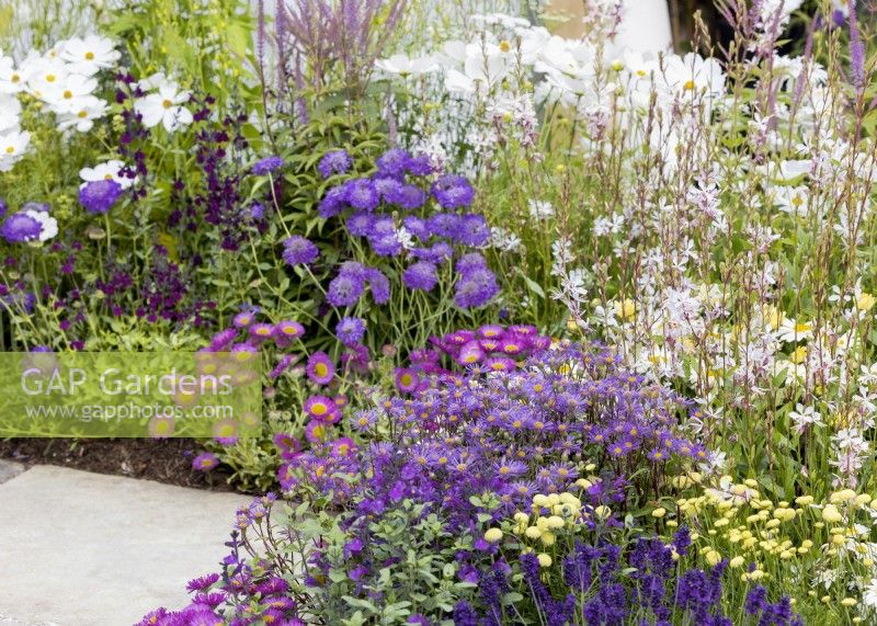 Colorful planting with annuals and perennials, summer July