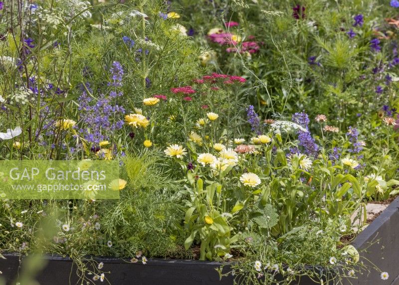 Colorful planting with annuals and perennials, summer July