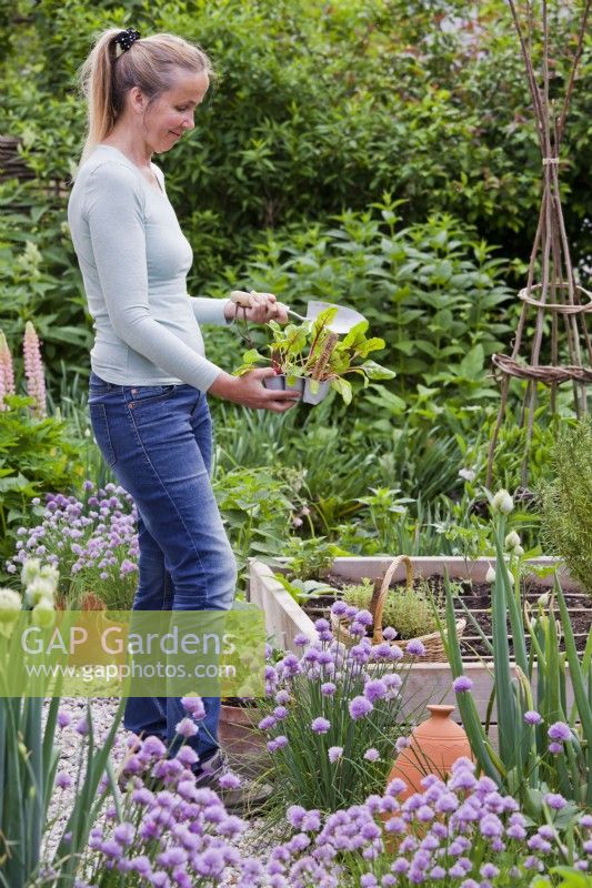 Woman with plug tray of Swiss chard seedlings.