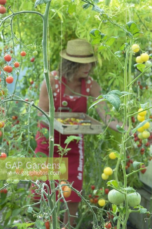 Woman wearing sunhat collecting tomatoes in wooden tray in greenhouse. 