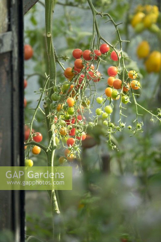 Solanum lycopersicum - Tomato 'Cherry Cascade'