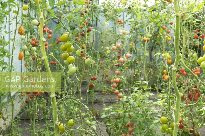 Various species hanging tomatoes in greenhouse.