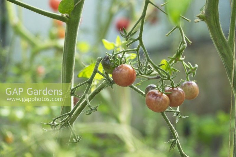 Solanum lycopersicum - Tomato 'Brown Truffel'