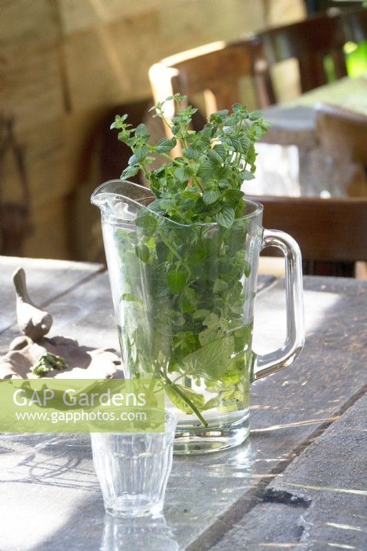 Water pitcher with fresh mint.