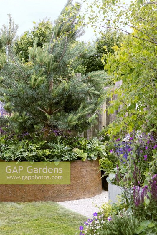 Contemporary container of rusted metal with Pinus underplanted with shade-loving perennials, spring May

