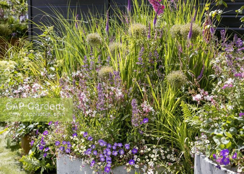 Contemporary garden design with perennials, summer June