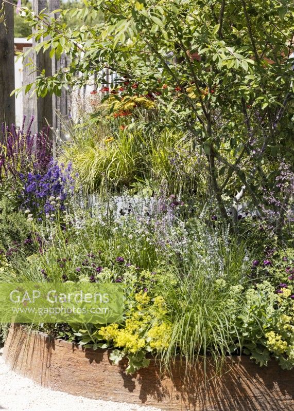Contemporary garden design with perennials, summer June