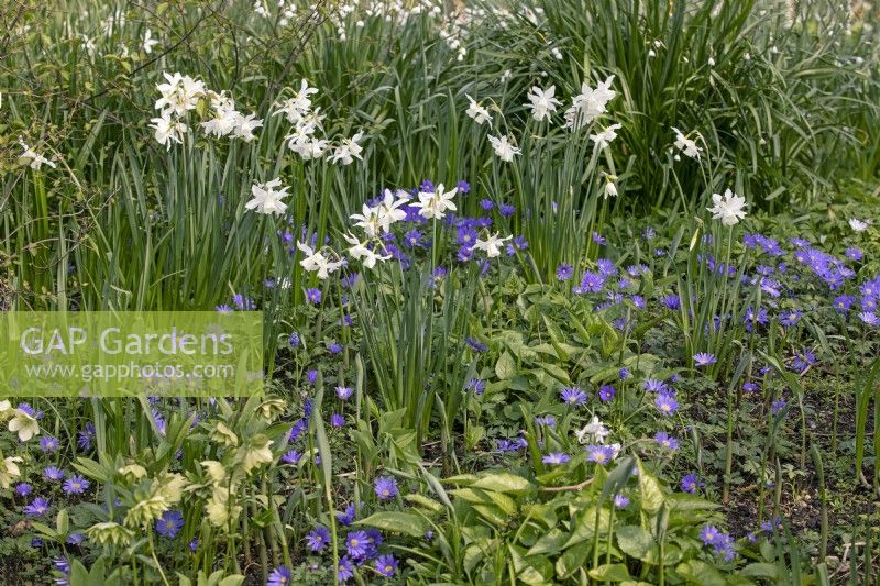 Spring garden with Narcissus 'Niveth', Thalia, Anemone blanda, Helleborus, Leucojum aestivum - April