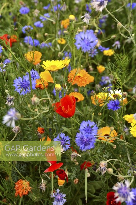 Colourful summer meadow with mixed planting of Centaurea cyanus, papaver, Calendula Officinalis.